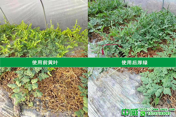 西瓜種植技術(shù)怎么用肥才高產(chǎn)？春季西瓜如何施肥長得壯？