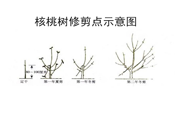 快活林核桃樹修剪示意圖