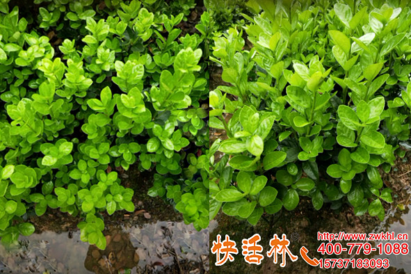 植物防凍液品牌快活林非常好用河北保定張經(jīng)理黃楊苗不遮蓋都過冬