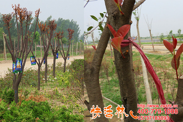 開封物流通道綠化樹恢復差，快活林給樹輸液枝干葉茂