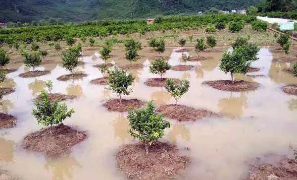 【園林養(yǎng)護(hù)百科】河南中威淺析暴雨過后發(fā)生水澇，受災(zāi)的樹木還有救!