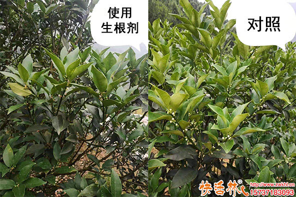 使用快活林生根劑對照