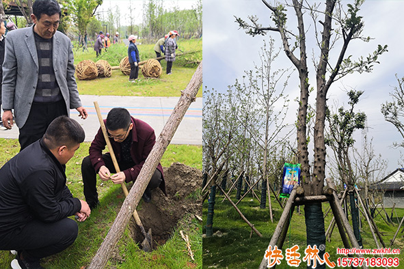 新栽樹(shù)木過(guò)夏就脫水怎么辦？試試給樹(shù)木輸營(yíng)養(yǎng)液補(bǔ)水壯樹(shù)