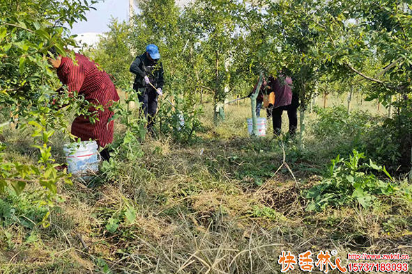 快活林涂白劑花椒樹涂白