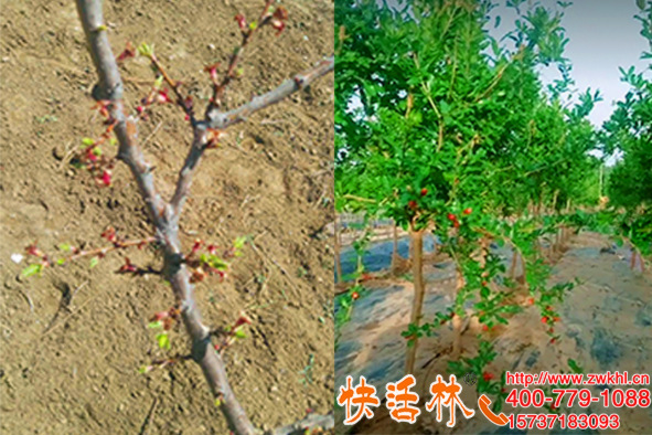 快活林植物防凍液確實(shí)好用，江蘇徐州劉經(jīng)理石榴樹今年沒再凍壞