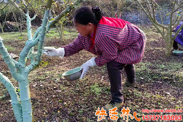 花椒防凍涂白