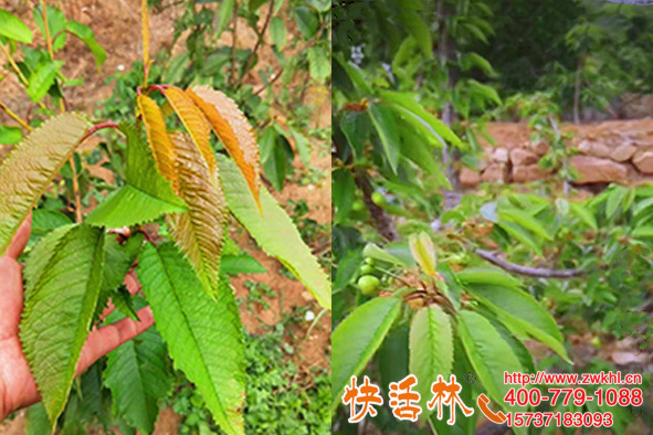 植物防凍劑哪那家的好，河北秦皇島劉經(jīng)理櫻桃樹(shù)快活林來(lái)指導(dǎo)