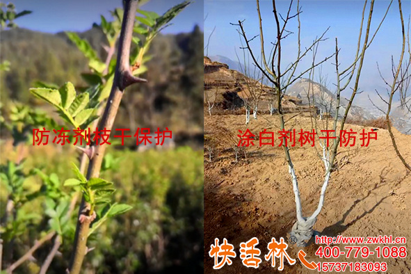 四川攀枝花周經(jīng)理大花椒樹用果樹專用防凍劑，配合涂白劑事半功倍