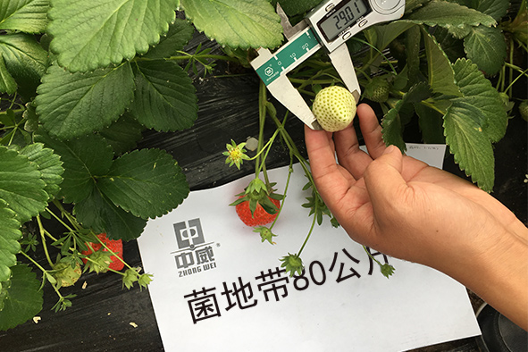 菌地帶80公斤草莓試驗(yàn)