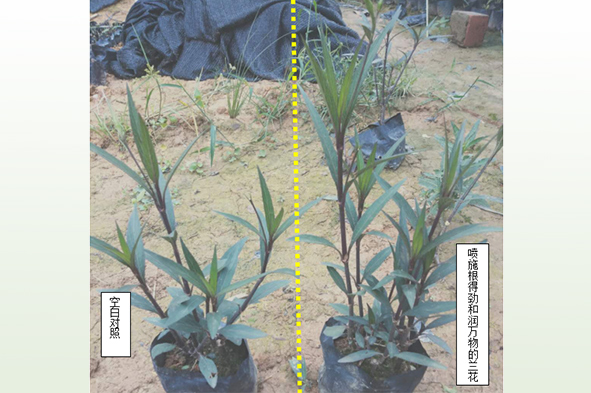 藍(lán)花草根得勁潤萬物