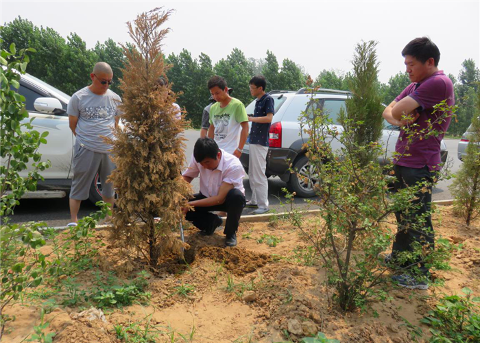 現(xiàn)在你們樹木生根劑多少錢，商登高速公路綠化帶點名要快活林