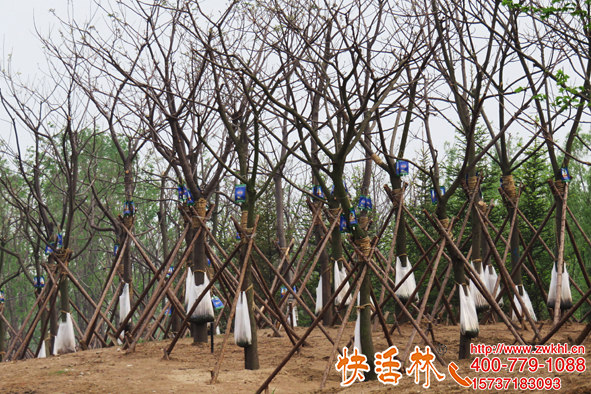 快活林大樹移栽營養(yǎng)液公園栽樹恢復快因工程制定方案想不成活都難