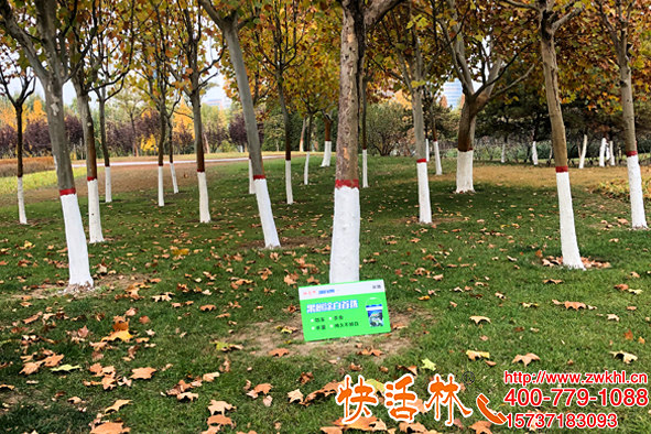 快活林樹干涂白劑安全無害，公園噴白美化使用方便效率高