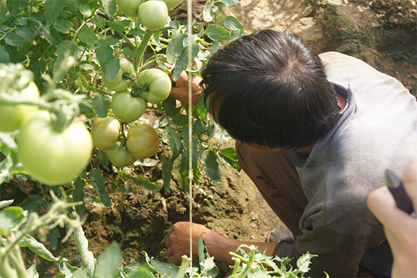 快活林養(yǎng)護(hù)西紅柿長勢(shì)