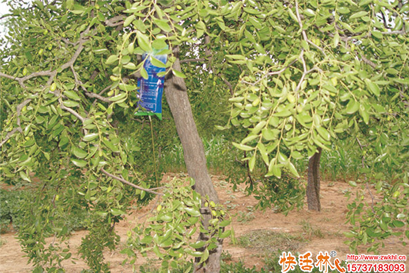 果樹用營養(yǎng)液見效快，果樹輸液用營養(yǎng)液哪個好？