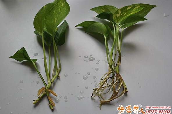 明明不是肥料為什么都喜歡用生根粉澆花？生根粉澆花有什么好處？