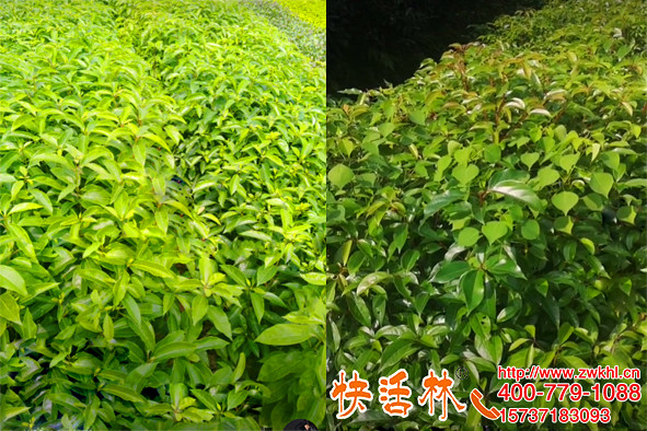 苗圃怕受凍選快活林植物防凍液，北方香樟苗都能預(yù)防凍傷