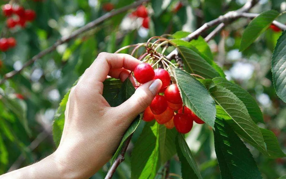 中威,中威春雨,果樹移栽,果樹養(yǎng)護(hù),快活林生根粉