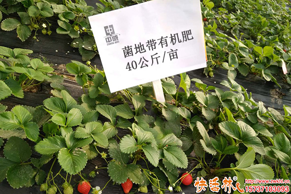 草莓使用地帶有機(jī)肥 40公斤_畝