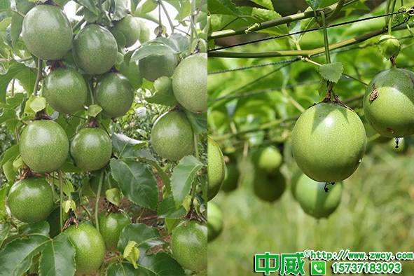 百香果種植技術(shù)與管理，百香果怎么施肥產(chǎn)量高？