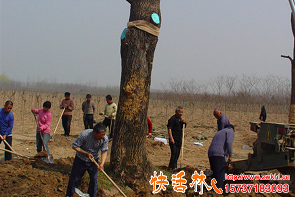 大樹修剪傷口過大植物傷口怎么處理快活林愈傷膏保水防開裂