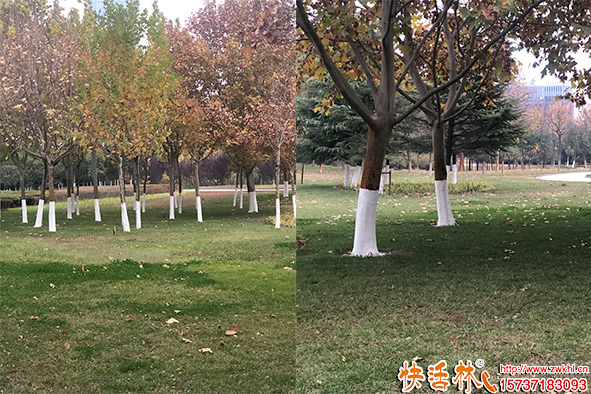 快活林涂白劑公園養(yǎng)護