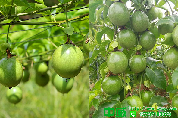 花果期百香果施什么肥料好？百香果種植用肥技巧