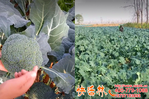 蔬菜防凍劑效果怎樣，王經(jīng)理西蘭花新防凍劑能噴快活林真管用