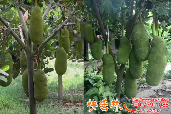 快活林植物防凍劑有效果嗎？溫暖的海南波羅蜜用了有什么效果？