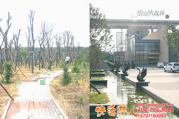 鄭州一森林公園建植掛快活林大樹(shù)營(yíng)養(yǎng)液，恢復(fù)快成活高特邀參觀