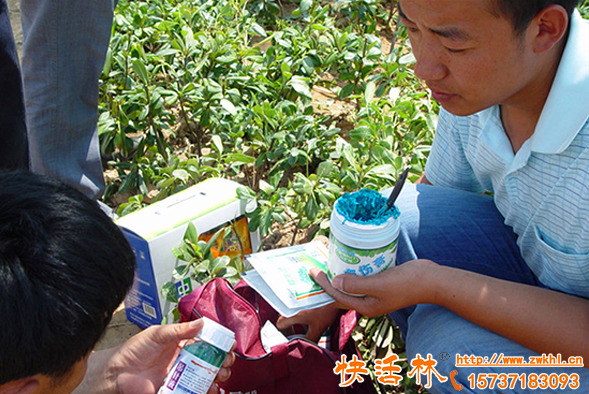 盆景傷口愈合劑哪個(gè)牌子的好，盆景修剪傷口怎么處理好