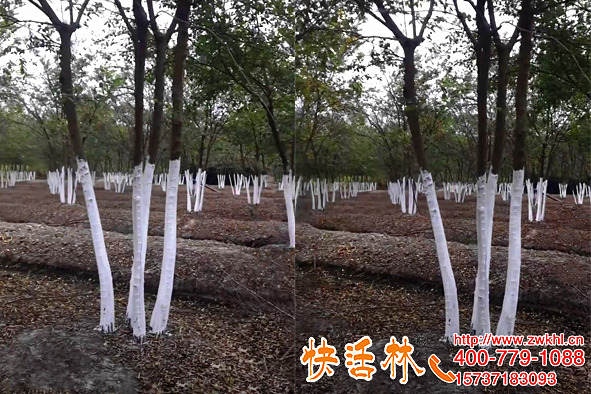 快活林樹木涂白劑苗圃刷白，質(zhì)量高病害少提高市場競爭力