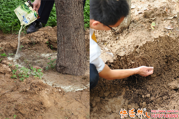 快活林生根粉使用