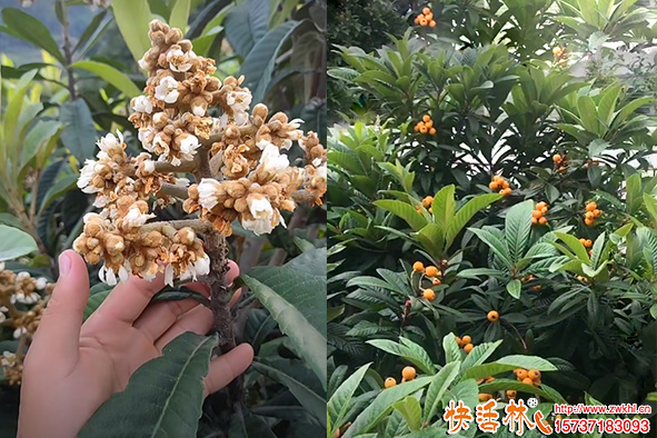 快活林枇杷樹(shù)防凍