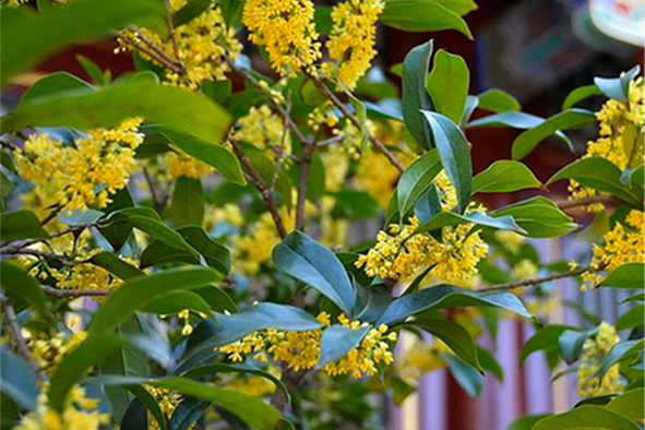 桂花樹(shù)