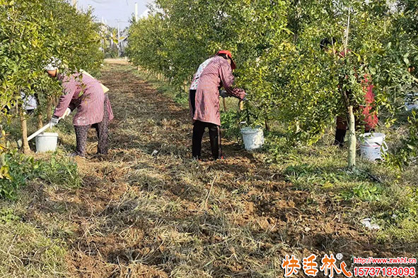 快活林涂白劑花椒涂白