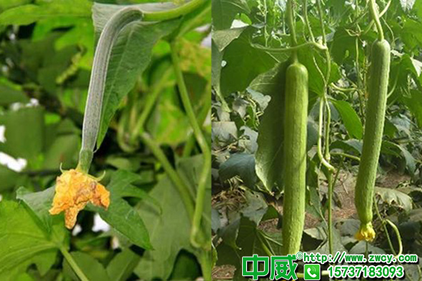 絲瓜種植怎樣根深苗壯？絲瓜用什么肥料更健康？