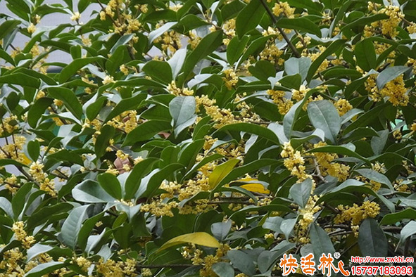 快活林桂花樹養(yǎng)護方案