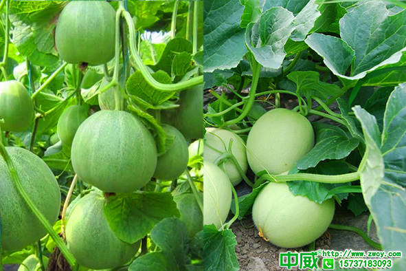 甜瓜種植技術(shù)與管理要點，甜瓜用什么肥料施肥有什么技巧？