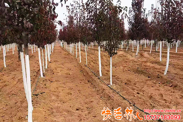 快活林樹(shù)木涂白劑價(jià)格綠化苗木基地噴施型樹(shù)干涂白劑效果