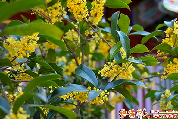 快活林桂花樹養(yǎng)護(hù)