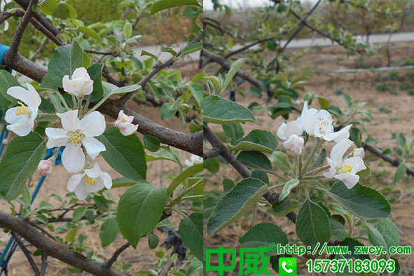 春天果樹怎么防凍不老秀果樹防凍營(yíng)養(yǎng)劑真不賴