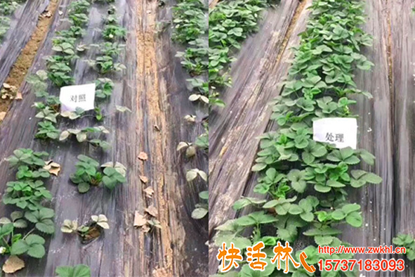 生根粉是什么對(duì)植物有害嗎，草莓壯苗為什么要用生根劑