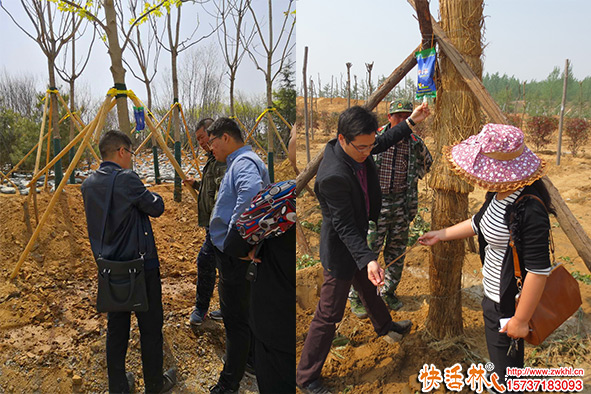 為什么大樹移植吊營養(yǎng)液？樹木吊針營養(yǎng)液哪個好？