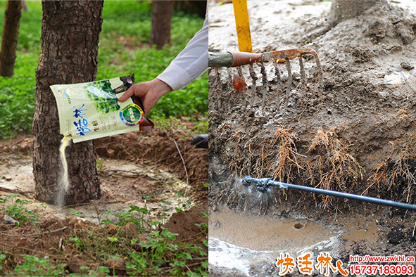 快活林生根粉實(shí)驗(yàn)效果