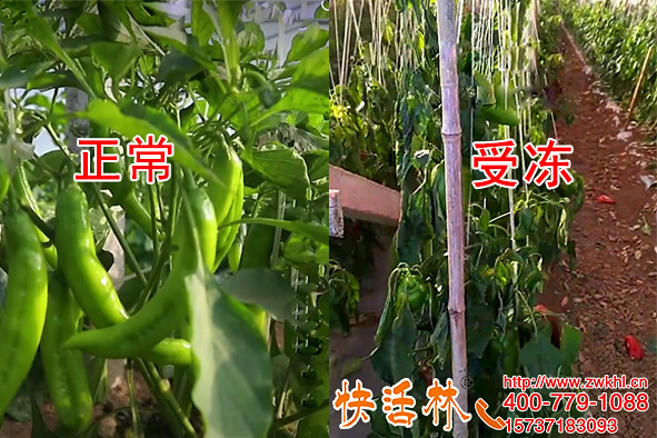 植物防凍液有哪些品牌快活林防凍劑抗辣椒凍傷效果就是這么明顯