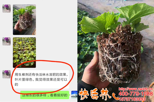 快活林植物生根濟根得勁澆灌瓜葉菊兩次植株健壯白根發(fā)達