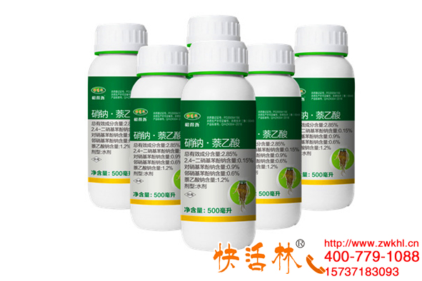 快活林植物生根濟根得勁澆灌瓜葉菊兩次植株健壯白根發(fā)達